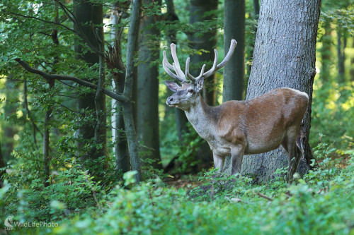 V poraste ..., Marián Jamrich