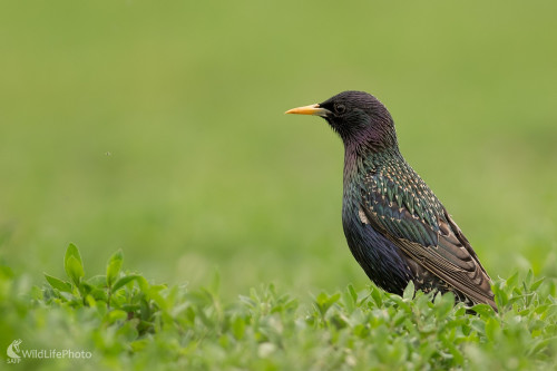 Špaček, Ľubomír Ondráško