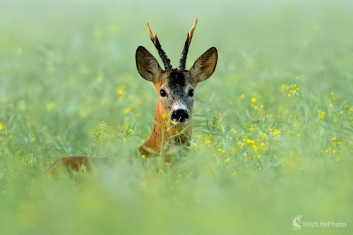 V rannom opare., Vladimír Sabo