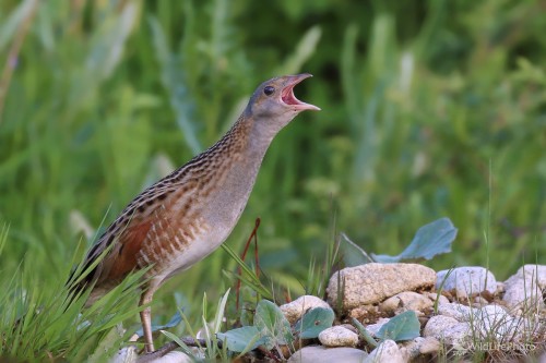 Večerné volanie, Vladimír Michalec