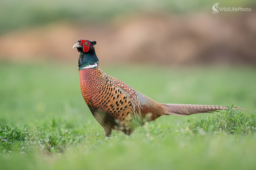 Kohút, Ľubomír Ondráško