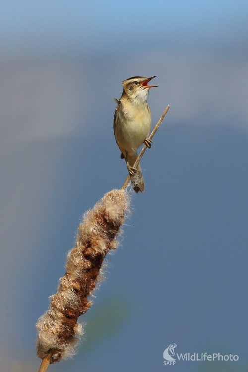 Trsteniarik malý, Vladimír Michalec