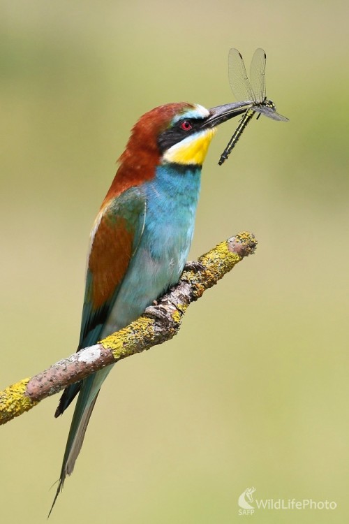 Lovec vážok, Vladimír Michalec