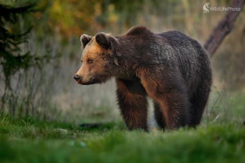 Medveď hnedý, Dominik Kalata