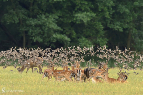 Nálet..., Vladimír Sabo