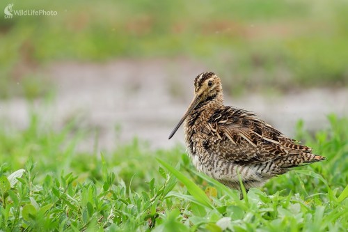 Zmoknutá, Ľubomír Ondráško