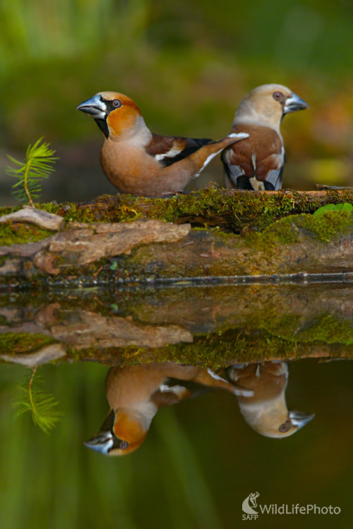 Glezg obyčajný, Dominik Kalata