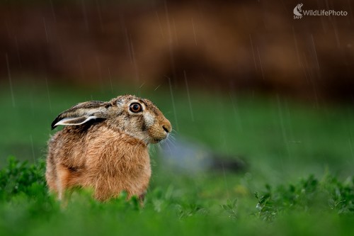 Prší, Ľubomír Ondráško