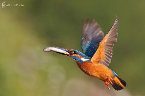 Usilovný rybárik, Vladimír Michalec