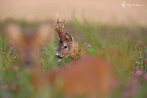 Zaslepený láskou, Dominik Kalata