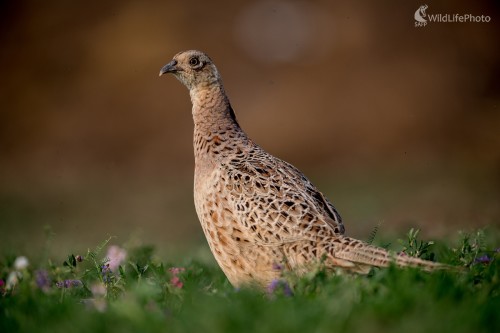 Podvečer, Ľubomír Ondráško