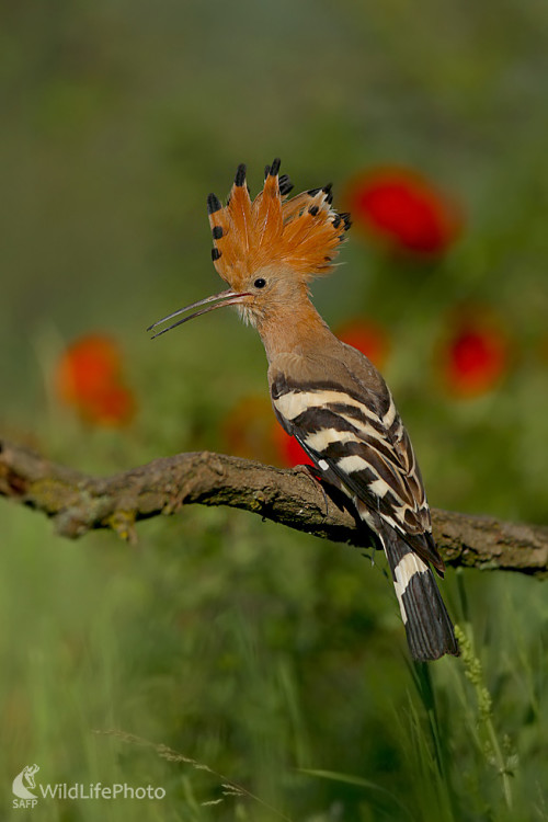 Dudok chochlatý, Dominik Kalata