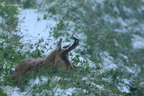 Snehová letná búrka, Maroš Detko