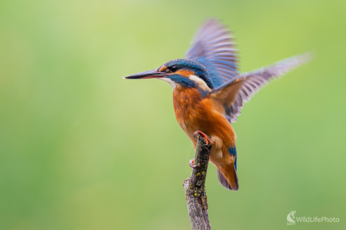 rybárik riečny (Alcedo atthis) , Jaroslav Praženka