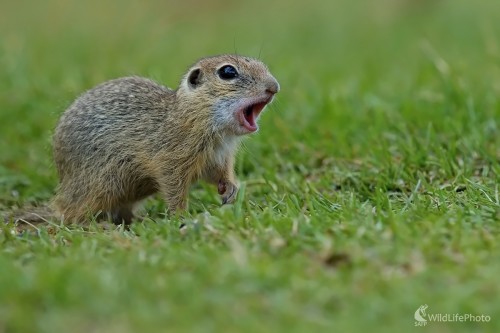 Syslíček, Maroš Detko
