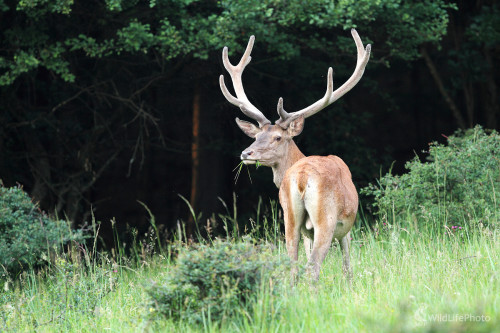 Večera ..., Marián Jamrich