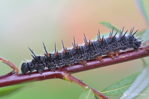 Pichľavá príšerka, Vladimír Michalec