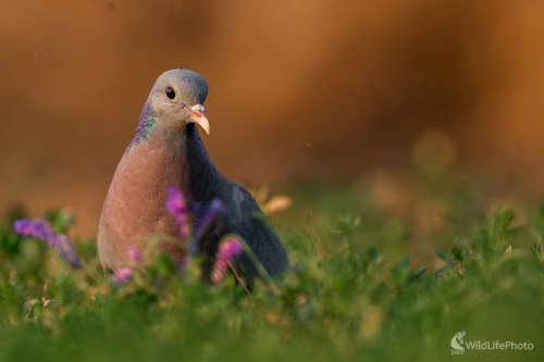 Večerný plúžik, Ľubomír Ondráško