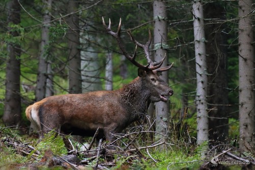 V šere horského lesa, Vladimír Michalec
