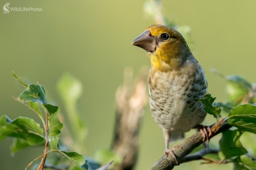 Mládežník, Ľubomír Ondráško