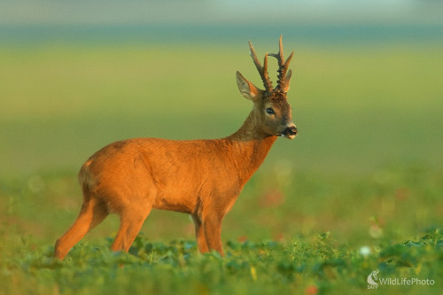 V rannom slnku, Vladimír Sabo
