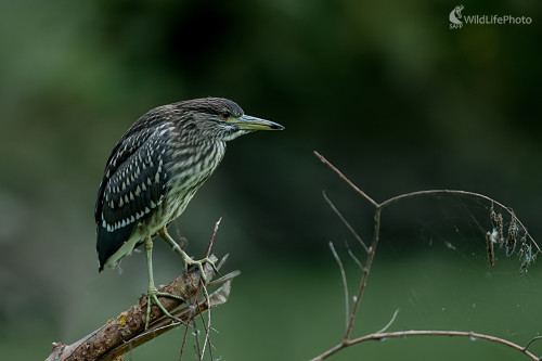 Nočný lovec, Ľubomír Ondráško