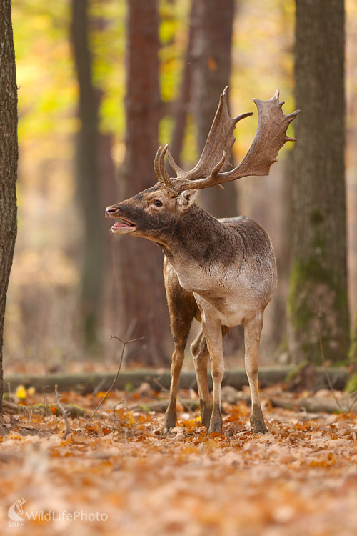 Keď ruja vrcholí, Dominik Kalata