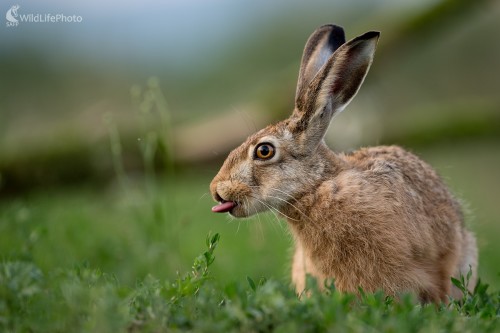 Zajačica jazyčnica, Ľubomír Ondráško