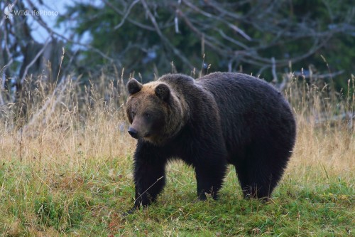 Ozruta, Vladimír Michalec