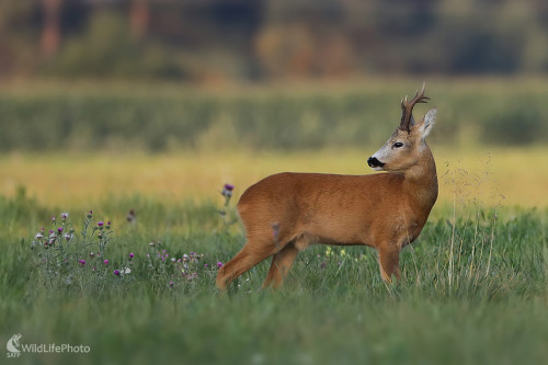 Srnec lesný, Dominik Kalata