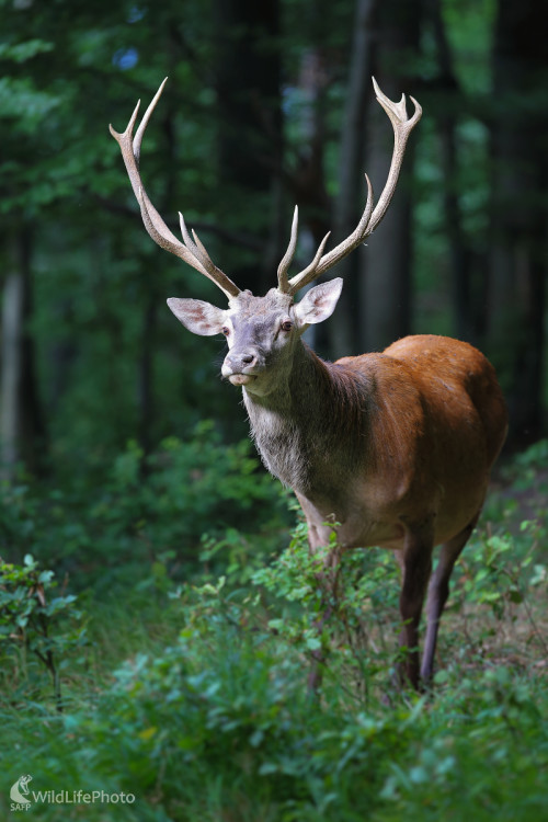 Duch lesa ..., Marián Jamrich