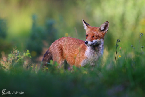Šibalka, Dominik Kalata