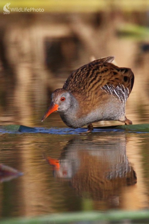 Na love, Vladimír Michalec
