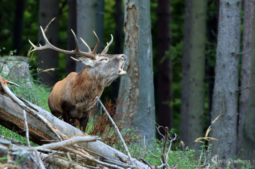 Kráľ rúbane, Peter Jurík
