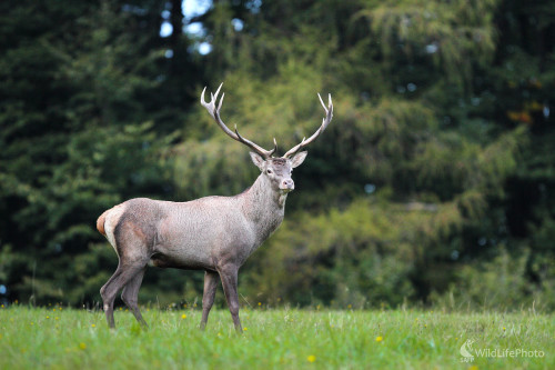 Prišiel si ma obzrieť ..., Marián Jamrich