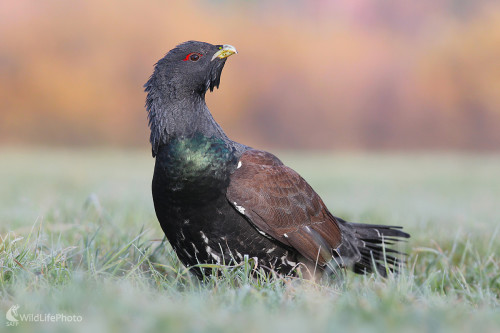 V mrazivom ráne, Dominik Kalata