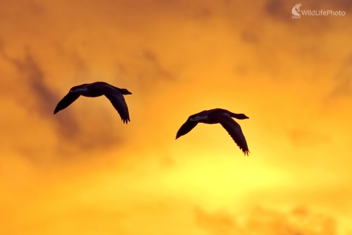 Na nocovisko, Vladimír Michalec