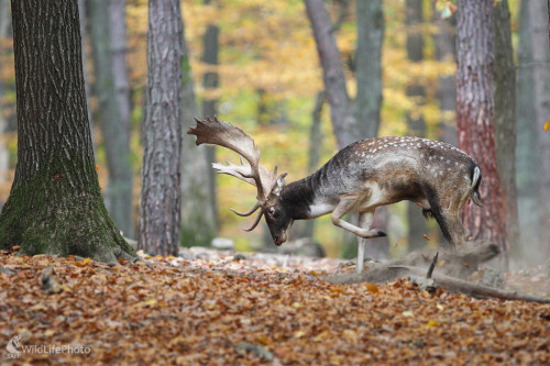 Príprava rujoviska ..., Marián Jamrich