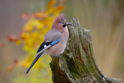Strapana, Dominik Kalata