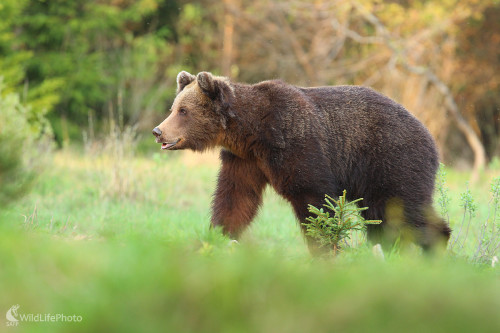 Medveď hnedý, Dominik Kalata