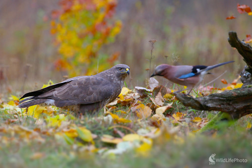 Myšiak hôrny, Dominik Kalata
