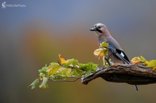Jesenná, Ľubomír Ondráško
