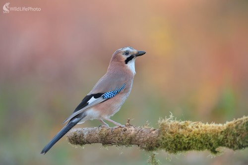 Sojka, Ľubomír Ondráško