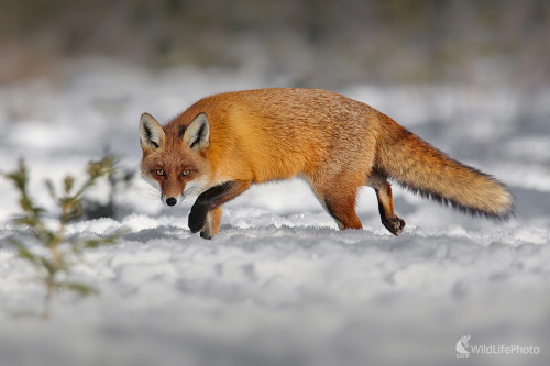 Na love, Dominik Kalata