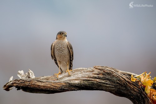 Lovec, Ľubomír Ondráško