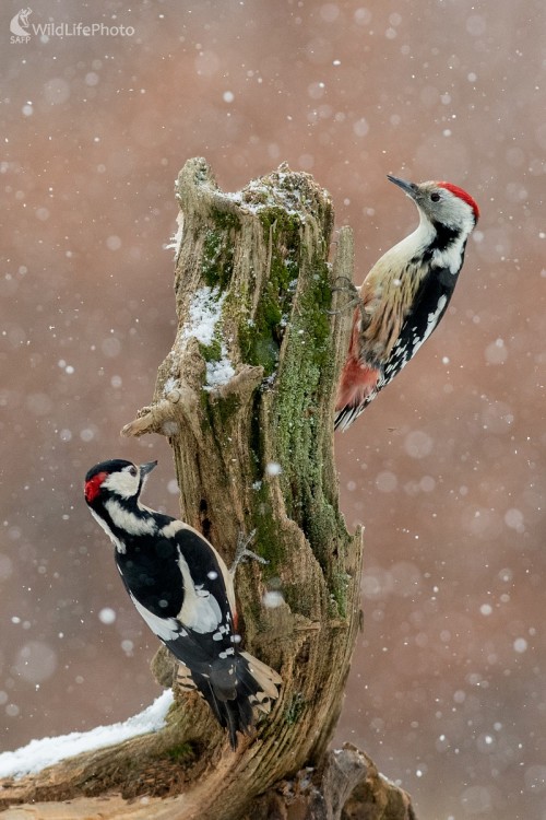 Kámoši, Ľubomír Ondráško