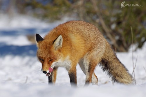 Po dobrom obede, Vladimír Michalec