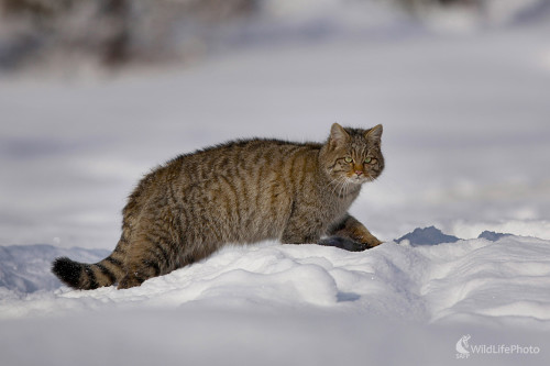 Kocúrik, Dominik Kalata