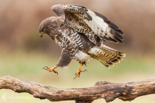 myšiak hôrny (Buteo buteo), Jaroslav Praženka