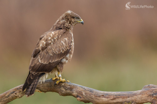 myšiak hôrny (Buteo buteo), Jaroslav Praženka